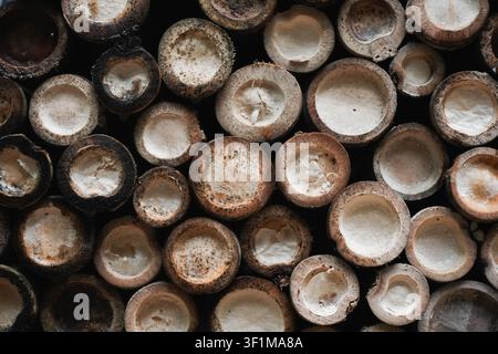 Close view of cut bamboo stems showing circular cross sections and natural textures Stock Photo