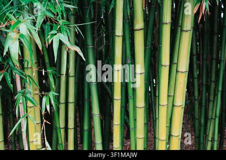 Close view of bamboo stems showing clean natural colours and well-defined surface textures Stock Photo