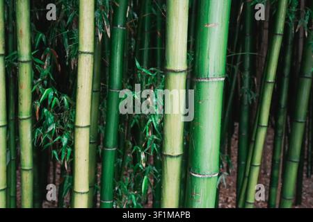Close view of bamboo stems showing clean natural colours and well-defined surface textures Stock Photo