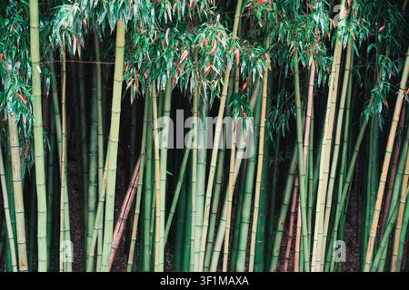 Close view of bamboo stems showing clean natural colours and well-defined surface textures Stock Photo
