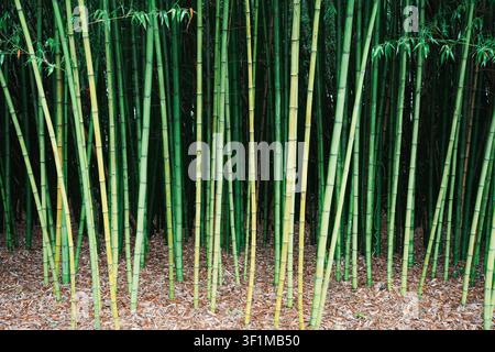 Close view of bamboo stems showing clean natural colours and well-defined surface textures Stock Photo