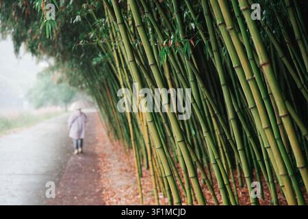 Person carrying an umbrella along a peaceful bamboo forest path in the rain Stock Photo