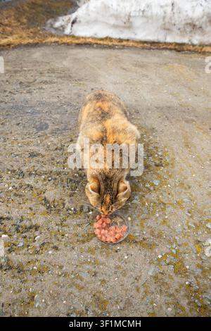 feral homeless pregnant cat eats wet cat food or canned meat with sauce in winter outside. animal protection, shelter, care about homeless animals Stock Photo
