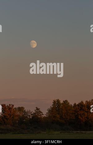Full moon rising over silhouetted forest trees at twilight Stock Photo