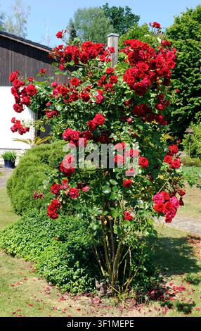 Dunkelrot blueht die remontierende Kletterrose Sympathie vom Fruehsommer bis Spaetherbst an einer Kletterhilfe im Garten. Rosa Sympathie *** The repeat-flowering climbing rose Sympathie blooms in dark red from early summer through late fall on a trellis in the garden. Rosa Sympathie Stock Photo