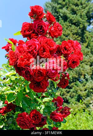 Dunkelrot blueht die remontierende Kletterrose Sympathie vom Fruehsommer bis Spaetherbst an einer Kletterhilfe im Garten. Rosa Sympathie *** The repeat-flowering climbing rose Sympathie blooms in dark red from early summer through late fall on a trellis in the garden. Rosa Sympathie Stock Photo