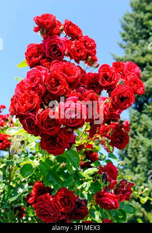 Dunkelrot blueht die remontierende Kletterrose Sympathie vom Fruehsommer bis Spaetherbst an einer Kletterhilfe im Garten. Rosa Sympathie *** The repeat-flowering climbing rose Sympathie blooms in dark red from early summer through late fall on a trellis in the garden. Rosa Sympathie Stock Photo