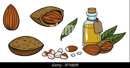 Almond vector set with nuts in shells and glass bottle of essential oil Stock Vector