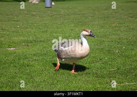 This beautiful wildlife photograph captures a detailed three quarter view of a large brown swan goose anser cygnoides during a bright sunny spring day. The camera focuses sharply on the full body of Stock Photo