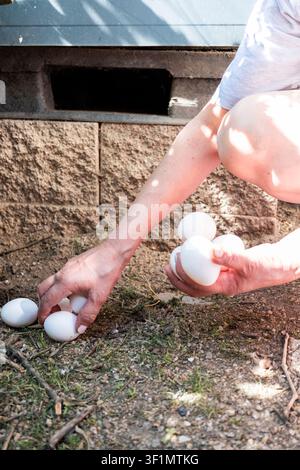 Close-up of a woman gathering fresh white chicken eggs from the ground beside a backyard coop at home, showcasing small-scale farming, self-sufficienc Stock Photo