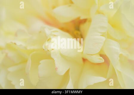 A close-up of delicate pale yellow peony petals, showcasing their soft texture and intricate layers. The image captures the gentle beauty and elegance Stock Photo
