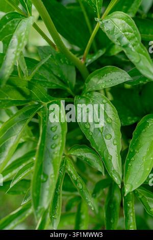 Close-up of vibrant green peony leaves adorned with glistening morning dew drops. The image captures the fresh, lush texture of the leaves, creating a Stock Photo