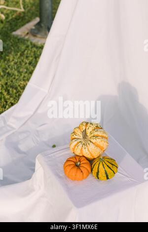 Minimal still life of three decorative gourds and small pumpkins arranged on white draped fabric outdoors, with soft sunlight and green grass in the b Stock Photo