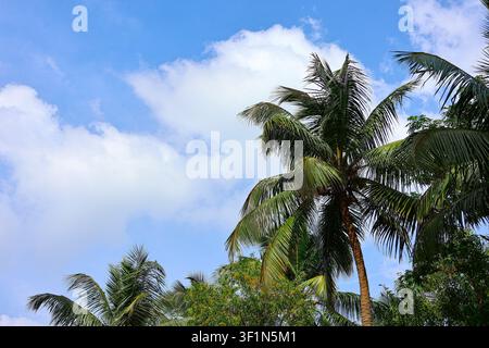 Tropical Palm Trees Under Bright Blue Sky. A peaceful tropical landscape featuring tall coconut palm trees against a clear blue sky. Stock Photo