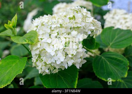 White smooth hydrangea blossoms texture. Lush floral inflorescence close up view surrounded by fresh green leaves in summer garden outdoor Stock Photo