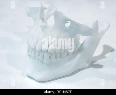 3D printed model of lower jaw made of white plastic on 3D printer. Upper and lower jaws printed on 3D printer from molten plastic isolated on white background. FDM technology Fused Deposition Modeling Stock Photo