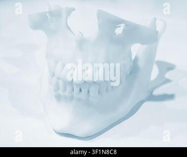 3D printed model of lower jaw made of white plastic on 3D printer. Upper and lower jaws printed on 3D printer from molten plastic isolated on white background. FDM technology Fused Deposition Modeling Stock Photo