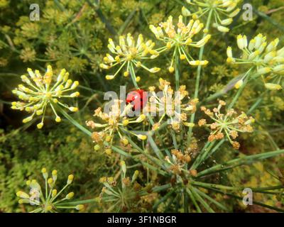 das gepunktete Insekt labt sich ausgiebig an den Fenchelblueten Marienkaefer labt sich an Fenchelblueten *** The spotted insect feasts heartily on the fennel flowers. A ladybug feasts on fennel flowers. Stock Photo