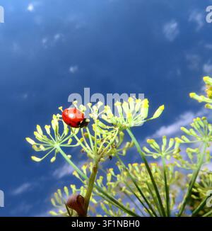 das gepunktete Insekt labt sich ausgiebig an den Fenchelblueten Marienkaefer auf Fenchelblueten *** The spotted insect feasts heartily on the fennel flowers. Ladybug on fennel flowers Stock Photo