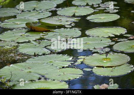Floating Lily Pads on a Tranquil Pond at Cypress Gardens, South Carolina Stock Photo