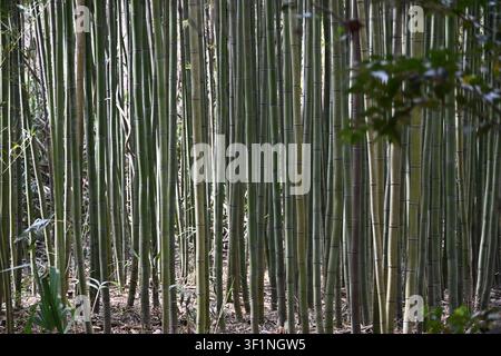 Dense Bamboo Grove in South Carolina, USA Stock Photo