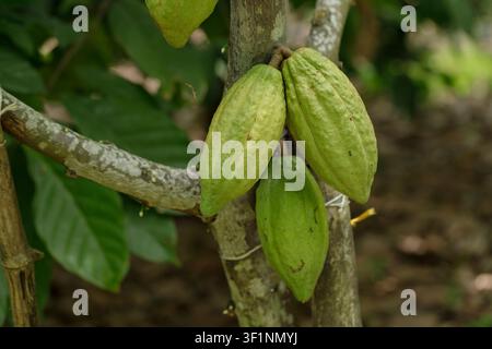 Green and yellow cocoa pods on cocoa trees in a cocoa plantation. Stock Photo