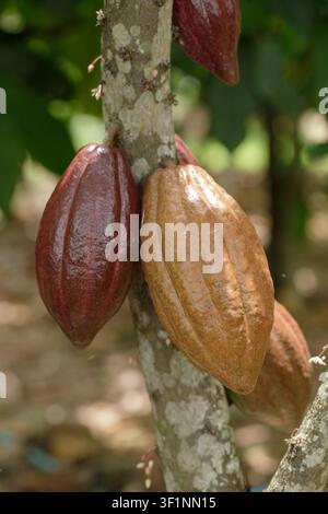 Red and yellow cocoa pods on cocoa trees in a cocoa plantation. Stock Photo