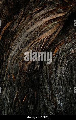 Old walnut tree bark texture background in Galicia, Spain, Europe. Stock Photo