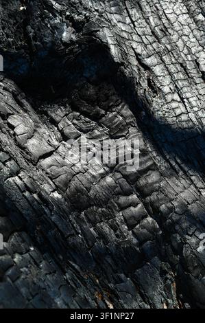 Burnt old walnut wood tree in forest fire background. Stock Photo