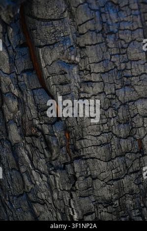 Burnt old walnut wood tree in forest fire background. Stock Photo