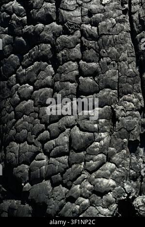 Burnt old walnut wood tree in forest fire background. Stock Photo