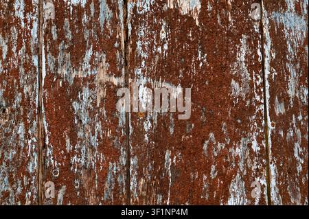 Old red lichen on wooden background. Stock Photo