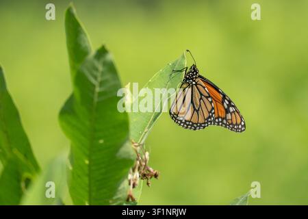 Close-up of Monarch Butterfly (Danaus Plexippus) laying eggs on Common Milkweed Leaf Stock Photo