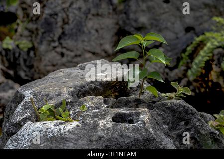 Small plant growing on rock Stock Photo