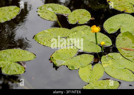 Water lilies on pond Stock Photo