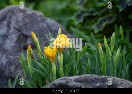 Iris pumila 'Orange Caper' (Dwarf Bearded Iris) displaying brilliant golden-yellow flowers in a spring rock garden. Close-up botanical photograph. Stock Photo
