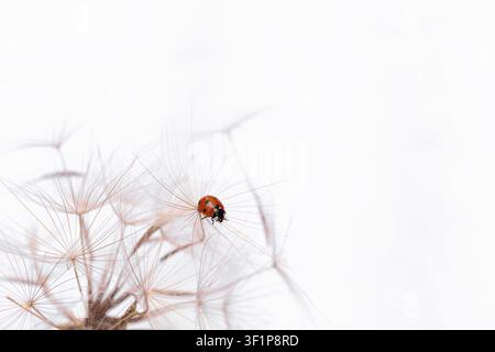 Ladybird on fluffy Dandelion on light background Stock Photo