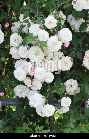 Rambling rose, Rosa Felicite Perpetue, 'Félicité Perpétue',also called Climbing Little White Pet, historic rambling rose with creamy white flowers Stock Photo