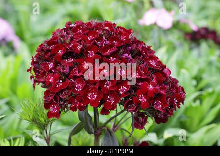 Dianthus Sooty sweet William. Dianthus barbatus Sooty sweet william flower in summer,UK Stock Photo