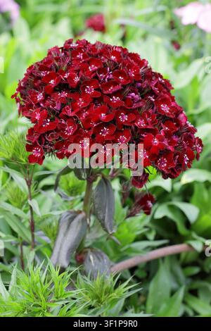 Dianthus Sooty sweet William. Dianthus barbatus Sooty sweet william flower in summer,UK Stock Photo