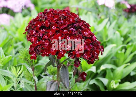 Dianthus Sooty sweet William. Dianthus barbatus Sooty sweet william flower in summer,UK Stock Photo