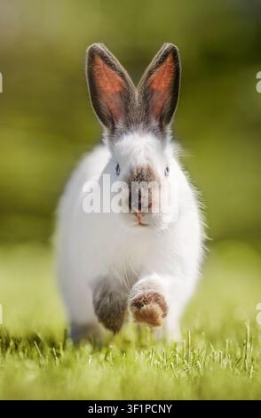 Cute white rabbit walking on green grass, adorable bunny portrait outdoors with soft bokeh background. Stock Photo
