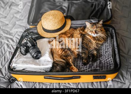 Long-Haired Tabby Cat in Yellow Suitcase With Camera and Hat Stock Photo