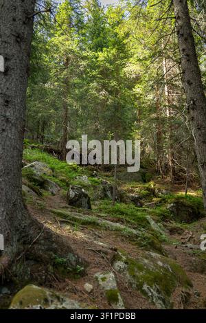 Dense alpine conifer forest with moss-covered rocks and tall evergreen trees in the Italian Alps under soft summer light. Stock Photo
