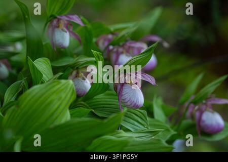 Cypripedium 'Sabine' (Lady's Slipper Orchid) displaying multiple pink and white slipper-shaped flowers among lush green foliage. Botanical close-up. Stock Photo
