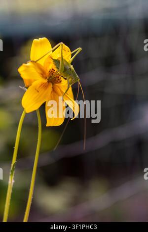 Green grasshopper resting on a yellow wildflower in warm natural backlight. Dark green and deep blue bokeh creates a dramatic background with natural Stock Photo