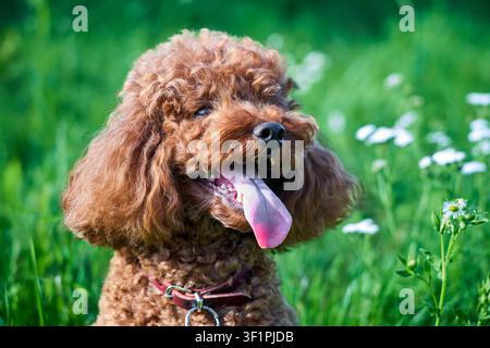 Close-up portrait shows happy brown toy poodle with long pink tongue out. Small curly-haired purebred dog sits in lush green grass among white flowers Stock Photo