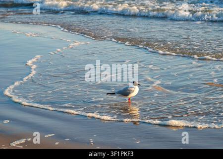 Black headed gull standing in shallow surf on the Baltic Sea shore as gentle waves wash across wet sand in warm evening light Stock Photo