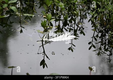 White Feather Floating on Calm Water at Swan Lake Iris Gardens Stock Photo