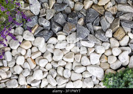 White and Gray Garden Stones with Lavender. White rounded pebbles meet angular gray rocks beside purple lavender and evergreen foliage in a landscaped Stock Photo